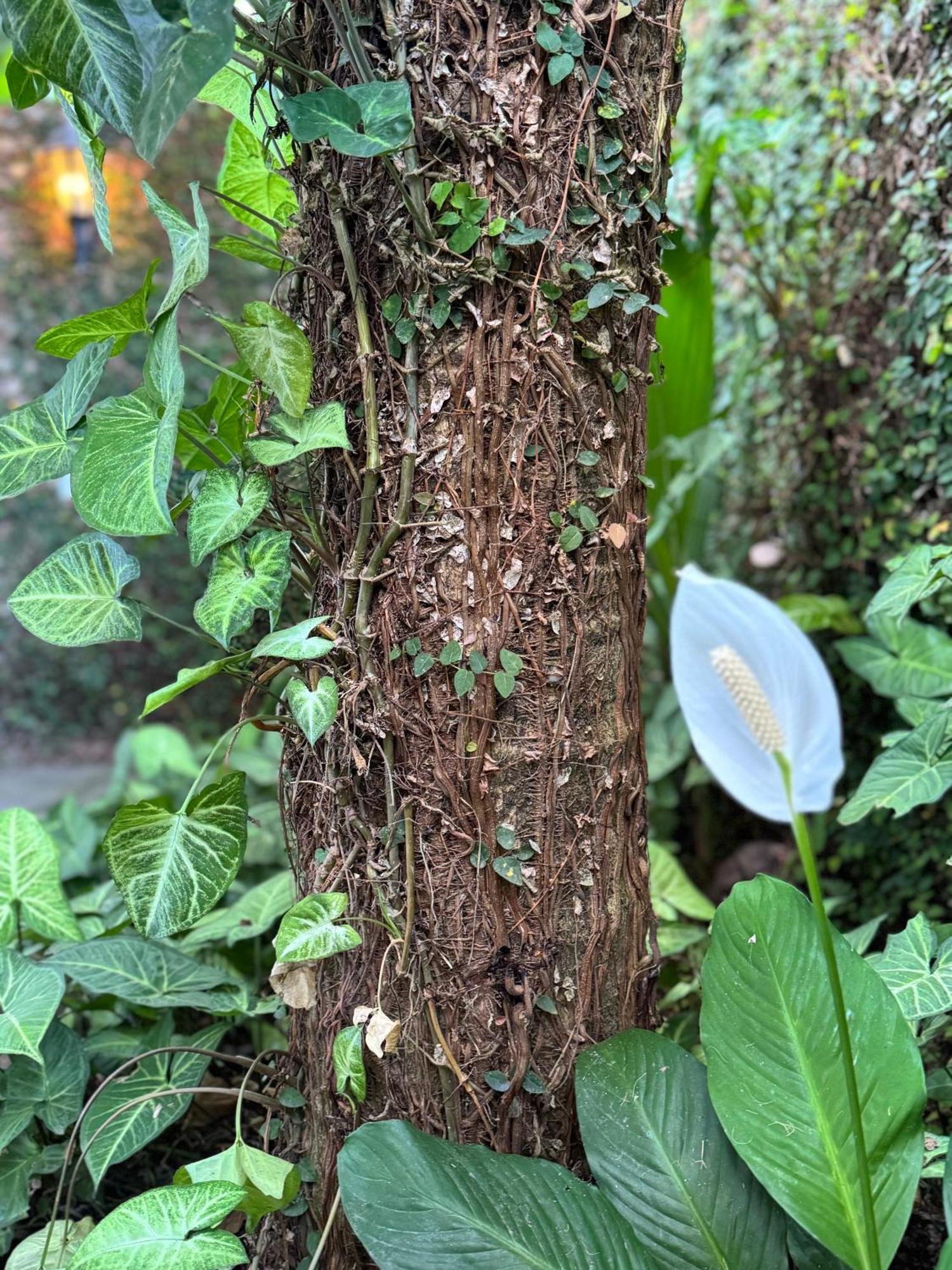 Pouso Sabia Suites Paraty Bagian luar foto